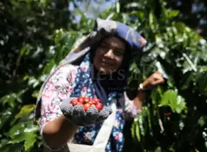 Dukung Petani Kopi Indonesia, AS Melalui USAID Luncurkan Resilient Coffee