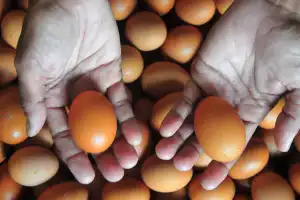 Inflasi: Bagaimana Spekulasi Keuangan Memperburuk Krisis Harga Pangan Global