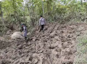 Gajah Jinak Ditemukan Mati di Kawasan CRU Aceh Timur