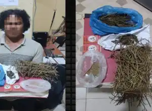 Polisi di Bener Meriah Ringkus Pria yang Diduga Bandar Ganja