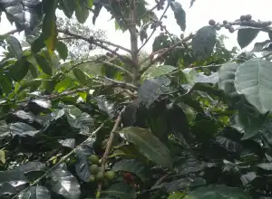 5 Kampung di Bener Meriah Diresmikan Sebagai Desa Devisa Kapi Gayo