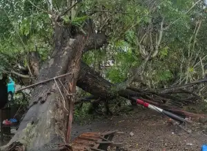Angin Kencang Tumbangkan Pohon Besar di Kota Lhokseumawe
