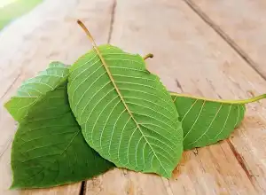 5 Manfaat Daun Kratom yang Jarang Diketahui