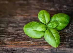 Mengetahui 5 Manfaat Daun Kemangi Bagi Kesehatan