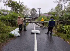 Polsek Bukit dan Masyarakat Bantu Pembersihan Pohon Tumbang di Badan Jalan 