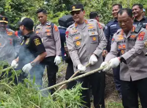 Kapolda Aceh Musnahkan 11 Hektar Ladang Ganja di Aceh Besar