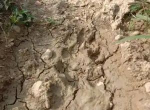 Ada Jejak Tapak Kaki Harimau di Banda Alam, Kapolres Aceh Timur Imbau Warga Untuk Waspada
