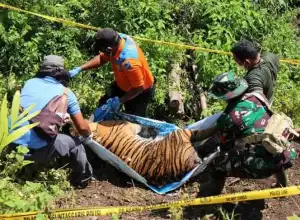 Seekor Harimau Sumatera di Aceh Selatan Mati
