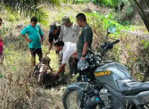 Seekor Sapi Diserang Harimau di Banda Alam, Ditemukan Luka Bekas Gigitan