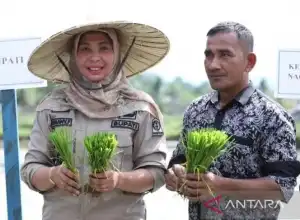 Untuk Ketahanan Pangan, Pemkab Nagan Raya Tanam Padi Secara Serentak