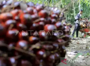 Harga TBS Kelapa Sawit di Nagan Raya Naik