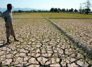 Dampak El Nino Sebanyak 1.716 Lahan Sawah di Aceh Alami Kekeringan