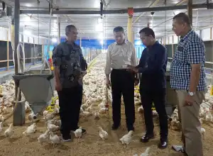 Karena Permintaan Daging Ayam Tinggi, USK Serius Kembangkan Farm Ayam Broiler