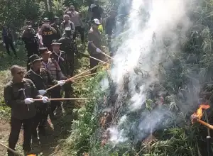 BNN Musnahkan 4,5 Hektar Ladang Ganja Siap Panen di Aceh Utara 
