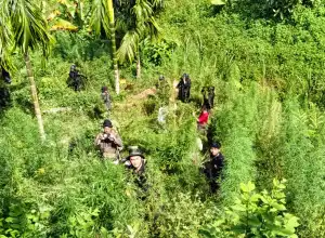 Polisi Bersama BNN Musnahkan 1,2 Hektar Ladang Ganja di Sawang 