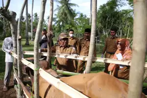 Tinjau Vaksinasi Sapi dan Ayam Petelur, Pj Bupati Aceh Utara Apresiasi Bisnis Peternakan
