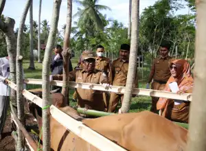 Tinjau Vaksinasi Sapi dan Ayam Petelur, Pj Bupati Aceh Utara Apresiasi Bisnis Peternakan