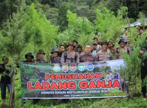 Kapolres Gayo Lues Musnahkan 5 Hektar Ladang Ganja