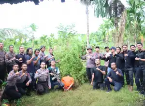 Polres Aceh Utara Musnahkan 5 Hektar Ladang Ganja di Sawang