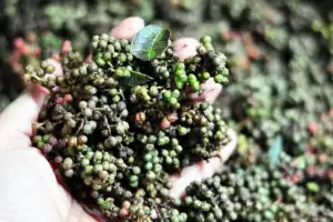 Pada PKA ke-8, 73 Jenis Rempah Gayo akan Dipamerkan