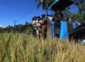Pj Bupati Mahyuzar Panen Padi untuk Pengendalian Inflasi di Paya Bakong