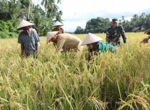 PJ Walikota Lhokseumawe: Petani Harus Untung dan Eksis Terus