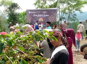 Festival Panen Kopi: Menengok Indahnya Alam dan Penampilan Budaya