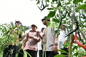 Pemanfaatan Lahan Kosong yang Ditanami Cabai, Begini Kata Pj Walikota Banda Aceh