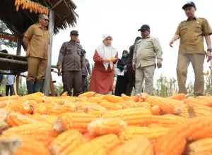 Pj Bupati Aceh Utara Panen Jagung Kering Pipil Seluas 30 Hektare