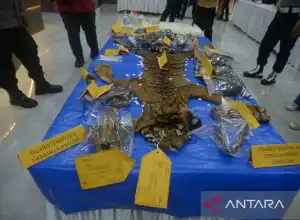 Polisi Tangkap 2 Pedagang Kulit Harimau di Aceh Timur