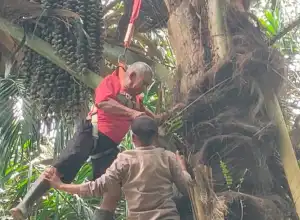 Sesak Nafas Kambuh, Pria Berusia 70 Tahun Tersangkut Di Pohon Aren