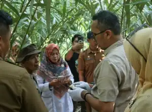 Panen Salak, Pertanian di Sabang Dinilai Menjanjikan