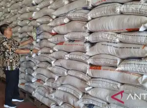 Bulog Aceh Beli Gabah 1.788 Ton Hasil Panen Petani 