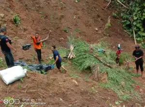 Polisi Musnahkan Ladang Ganja dan Tangkap Dua Tersangka