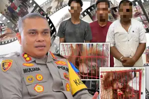 Tiga Pelaku Perdagangan Orangutan Ditangkap di Aceh Tamiang