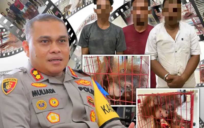 Tiga Pelaku Perdagangan Orangutan Ditangkap di Aceh Tamiang