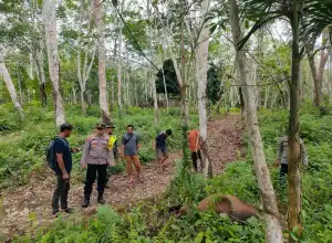 Harimau Mangsa Sapi Warga di Aceh Timur