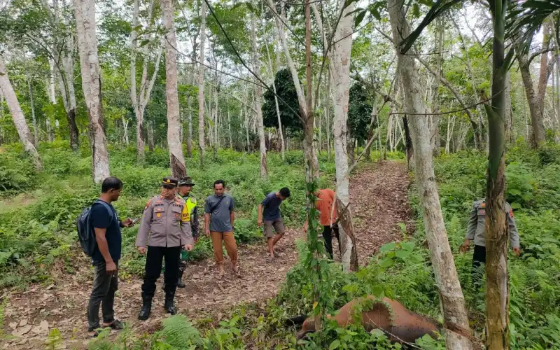 Harimau Mangsa Sapi Warga di Aceh Timur