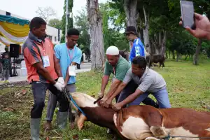 PT PIM Salurkan 28 Hewan Kurban ke Desa Sekitar Perusahaan