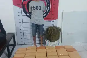 Satresnarkoba Polres Aceh Utara Tangkap Pengedar Ganja, 72 Bal dan 1 Karung Ganja Disita