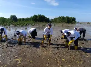 SKK Migas Sumbagut dan Harbour Energy Tanam 5.000 Bibit Mangrove di Aceh Utara