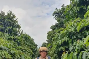 Peneliti Sebut, Hama PBKo Kembali Serang Kopi Gayo di Musim Panen 2025 -2026