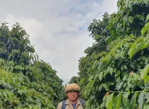 Peneliti Sebut, Hama PBKo Kembali Serang Kopi Gayo di Musim Panen 2025 -2026