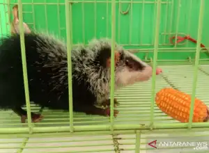 Warga Agam Temukan Tikus Langka dan Unik