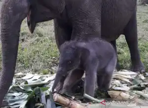 Bayi Gajah Jantan Lahir di TNTN Pelalawan