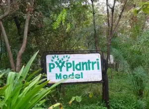 Berawal Kisah Tragis, Hormati Anak Perempuan dengan Menanam 111 Pohon di India