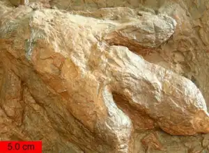 Spesies Sinosaurus Baru Ditemukan di Australia