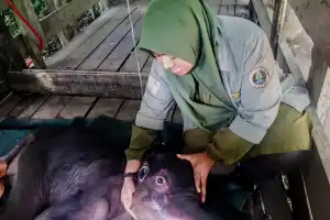 drh Rosa, Ibu Bagi Bayi Gajah di Aceh