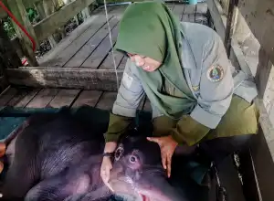 Gajah Jantan Ditemukan Mati di Aceh Jaya, Diduga Malnutrisi