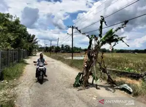 Warga Nagan Raya Tanam Pisang di Jalan Rusak Sejauh 1 Kilometer